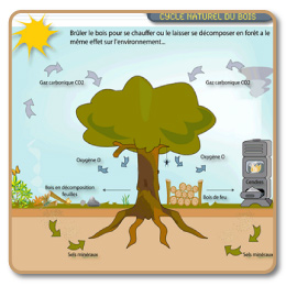 Cycle naturel du bois lors de sa combustion pour le chauffage